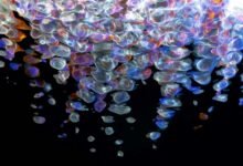 digital fusion flow technology