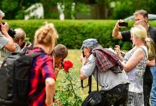 amateur content gaining online attention